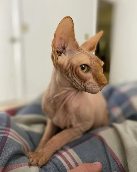 artkaylarose