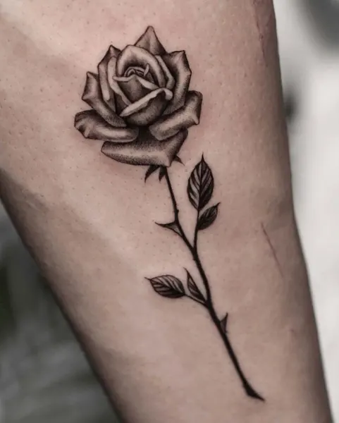 Flower, Rose