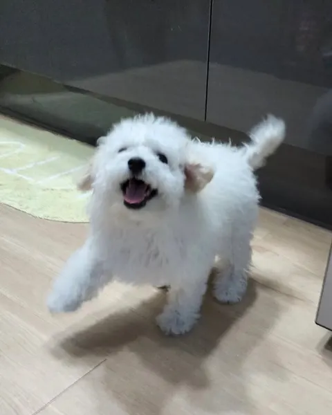 Mini, Animal