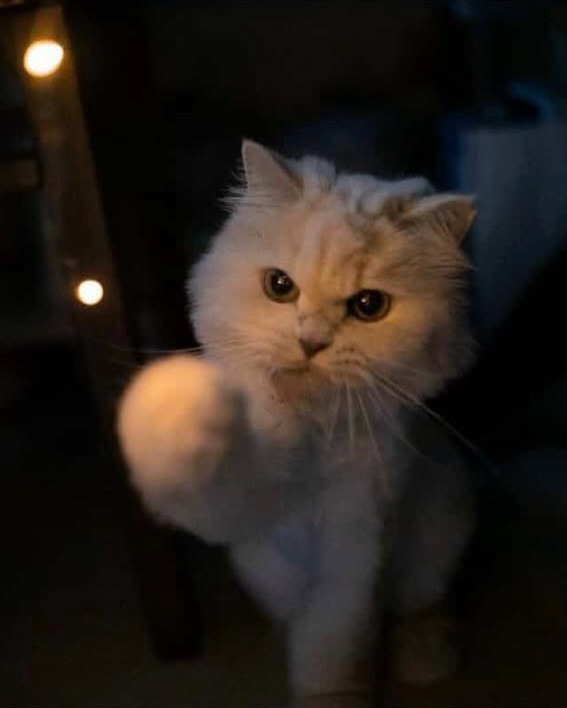 Animal