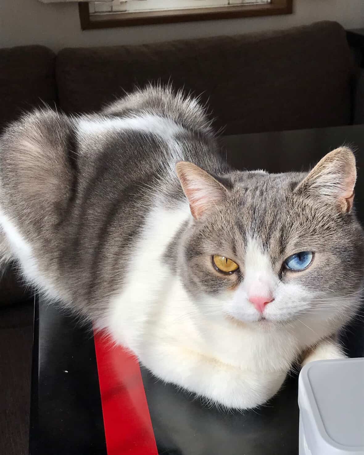 고양이, 반려동물