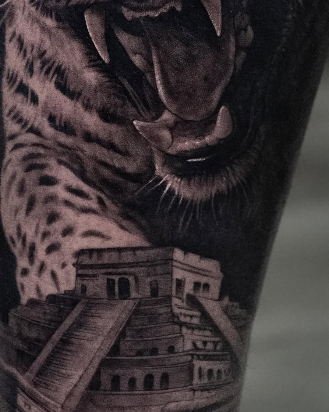 Animal, 표범, 재규어