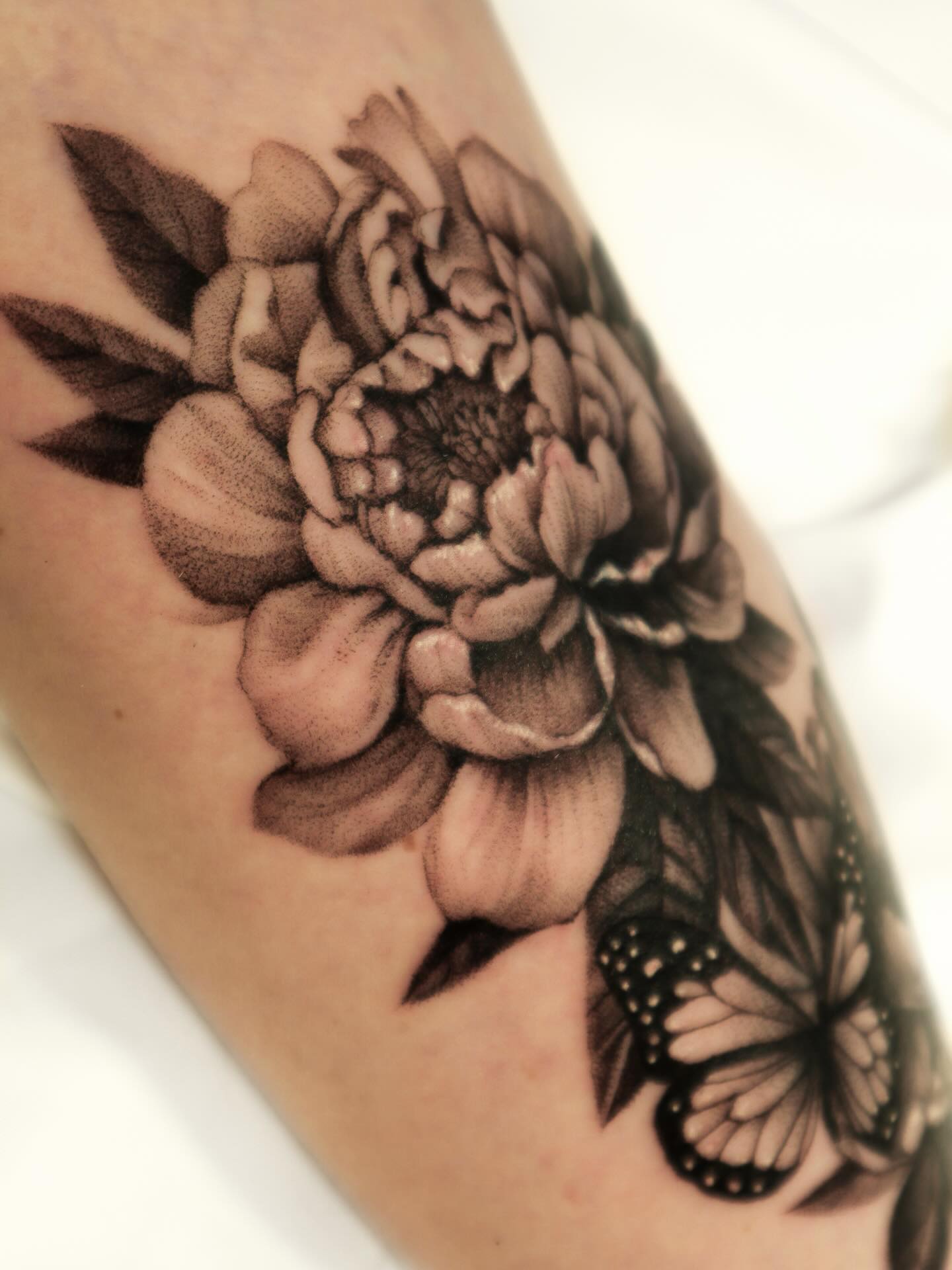 Flower, Rose, Nature, Animal