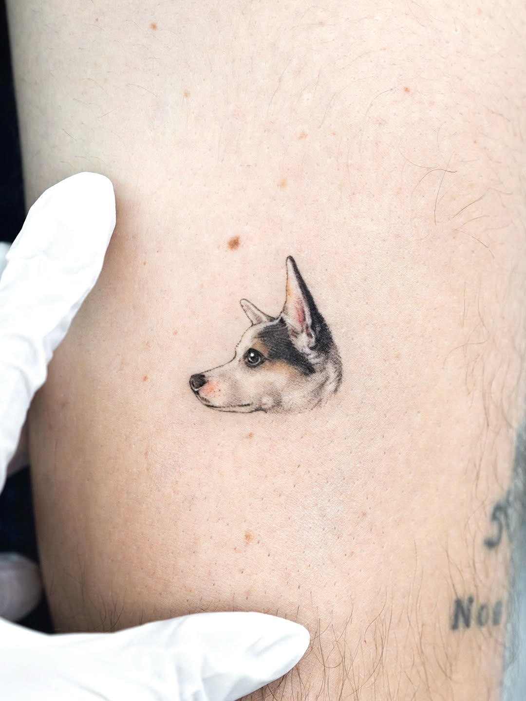Animal