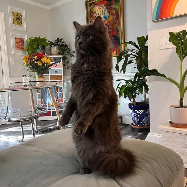 joshbovendertattoo