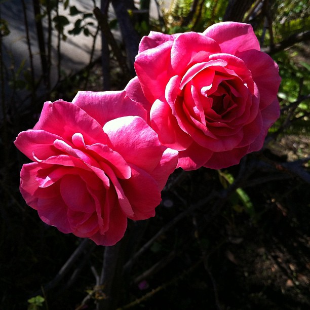 Flower, Rose, Nature