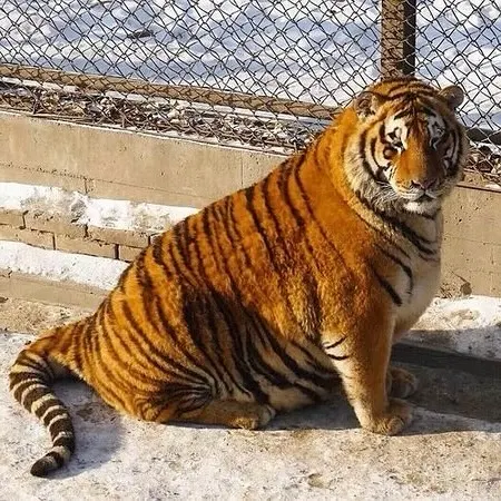 Tiger