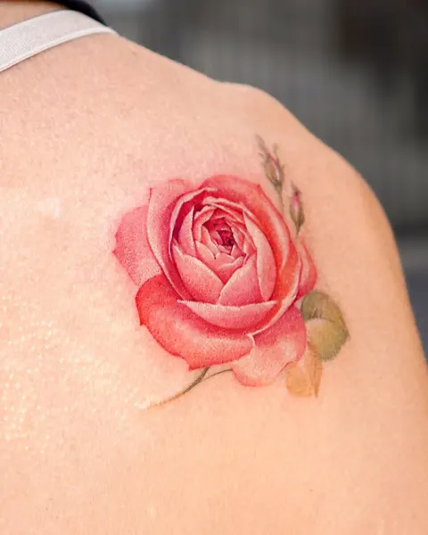 Flower, Rose