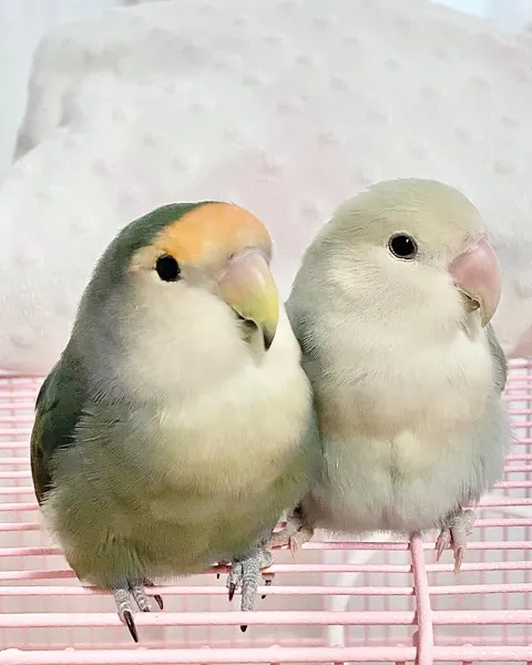 Animal, 앵무새, 공작