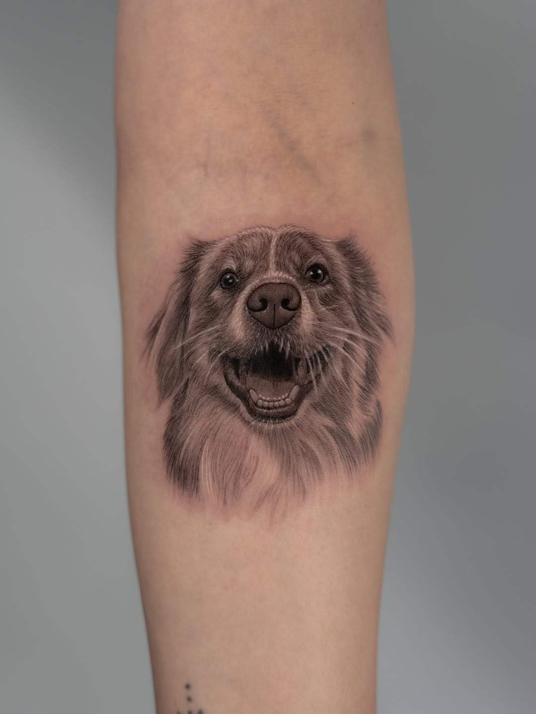 Animal, 강아지