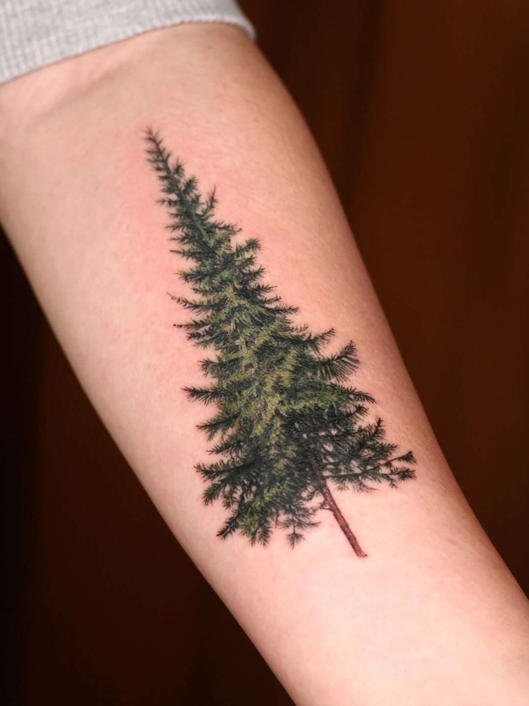 Nature, 소나무, 나무, 숲