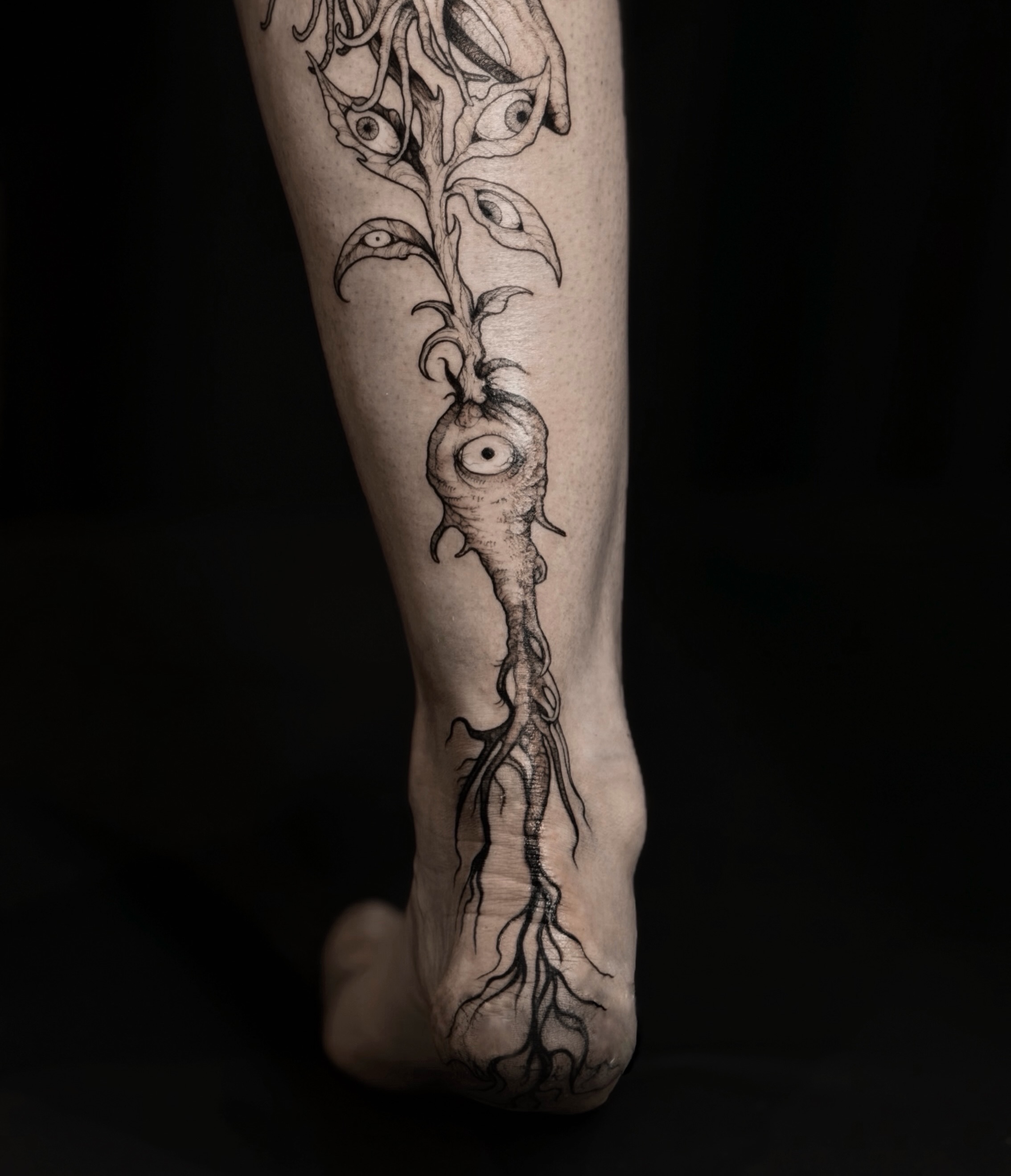 Flower, Nature, Rose