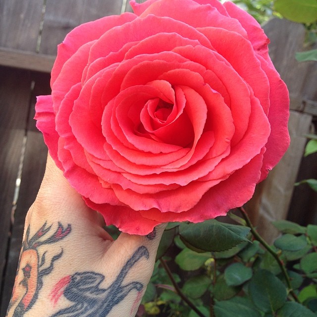 Flower, Rose