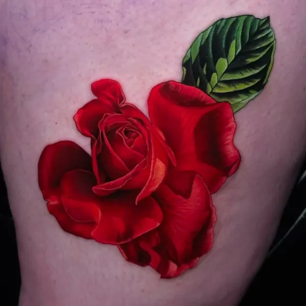 Flower, Rose, Nature