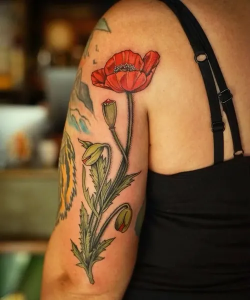 Flower, Rose