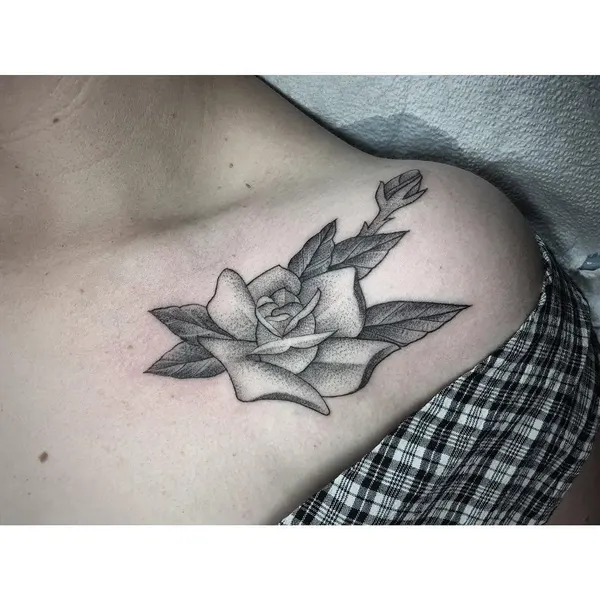 Flower, Rose, Nature