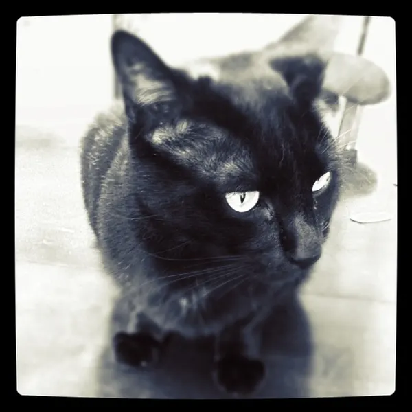 maryjoytattoo