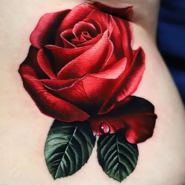 Flower, Rose, Nature