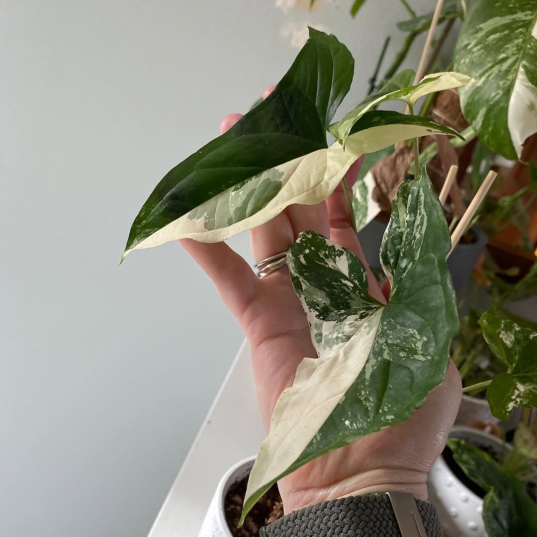 plantsnpokes