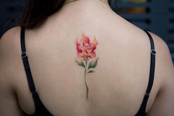 Flower, Rose, Nature