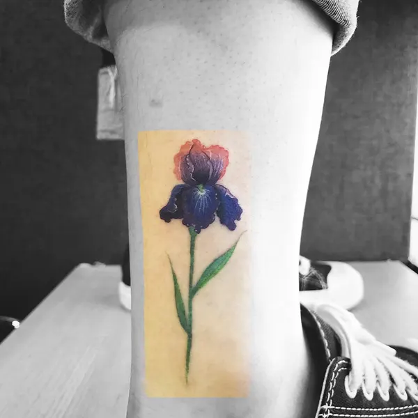 아이리스, Flower, 양귀비