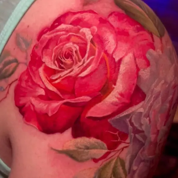 Flower, Rose, Nature