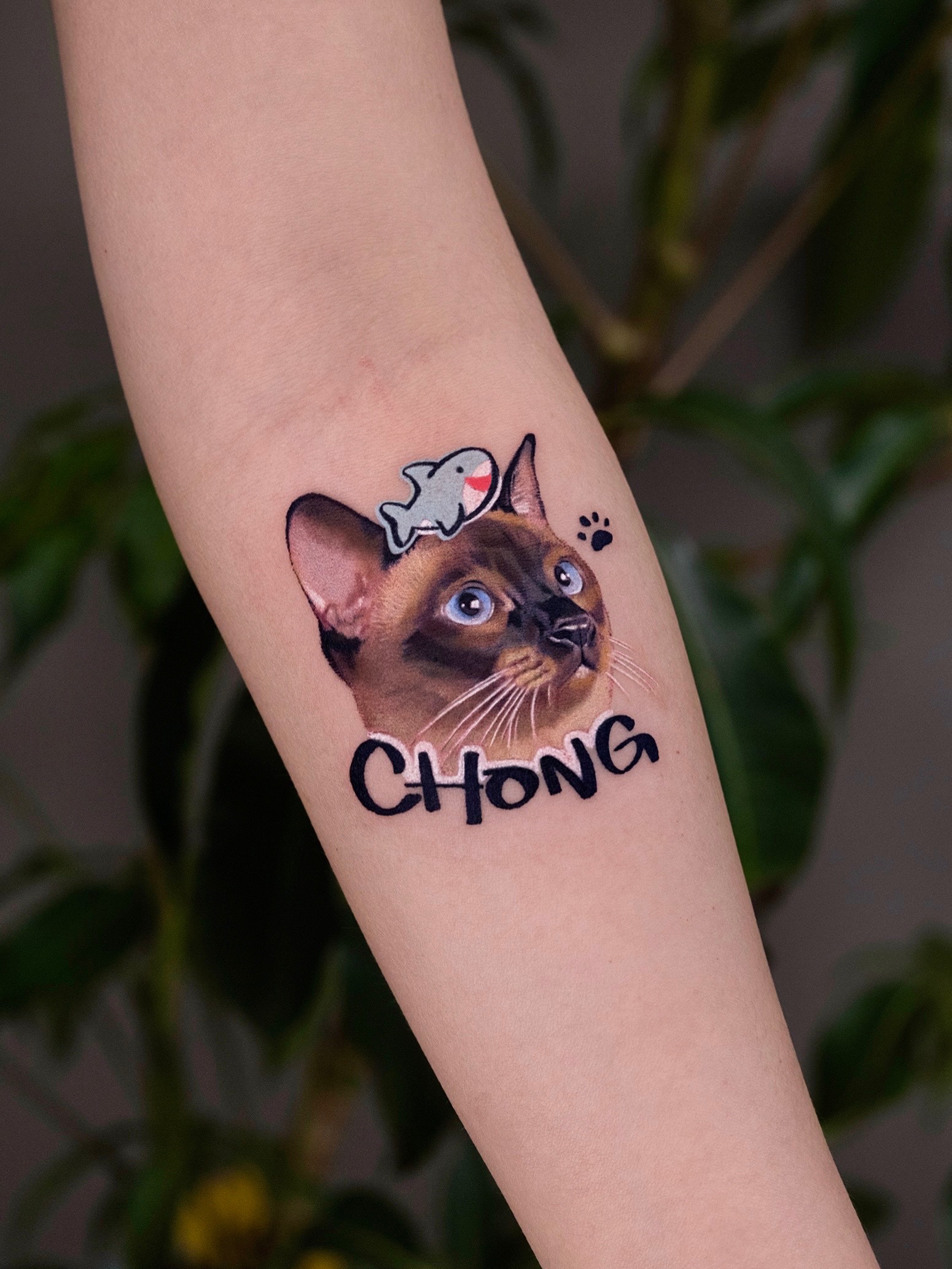 고양이