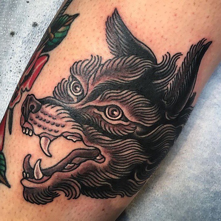 Animal, Tiger
