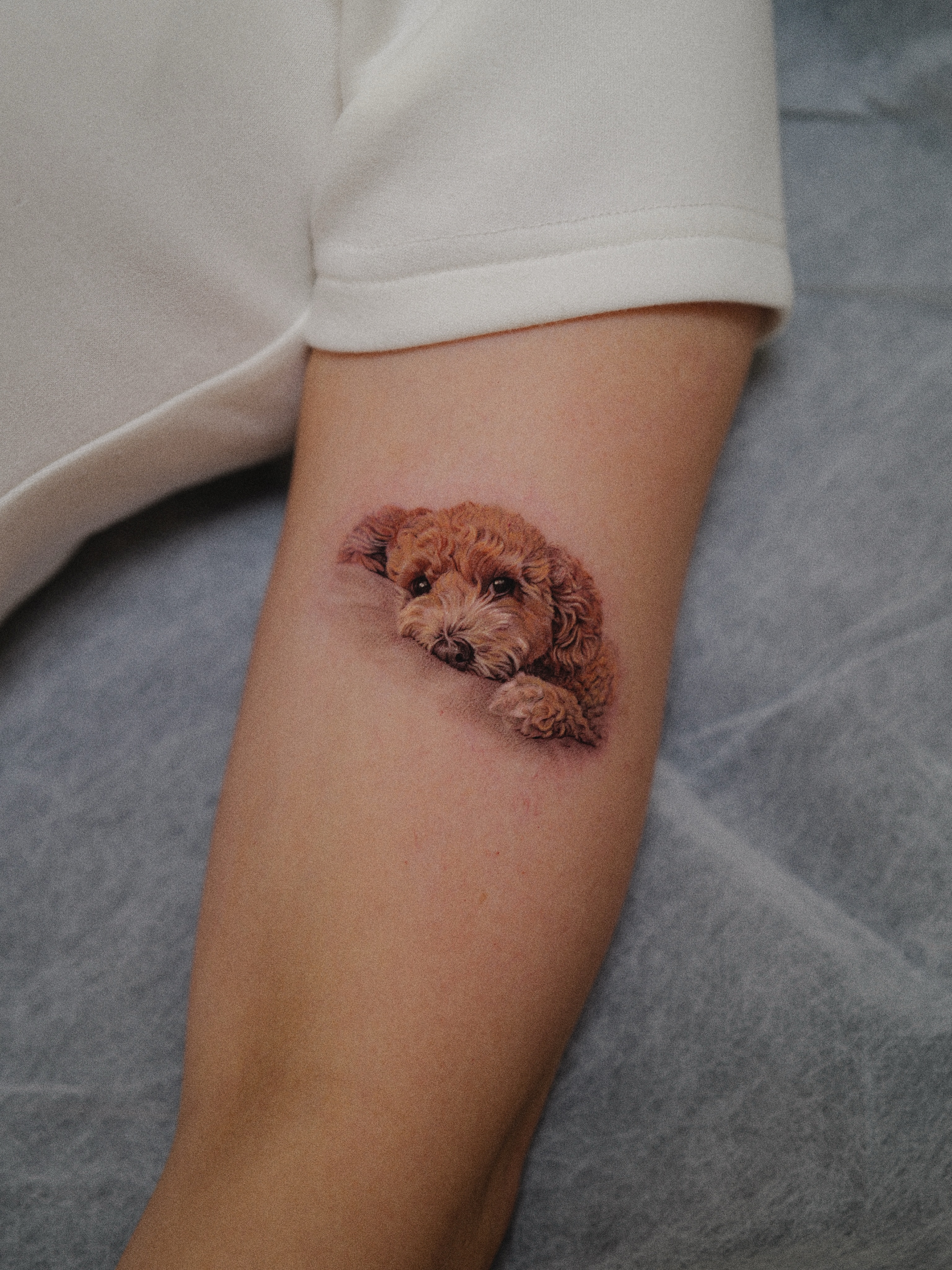 Animal, 반려동물