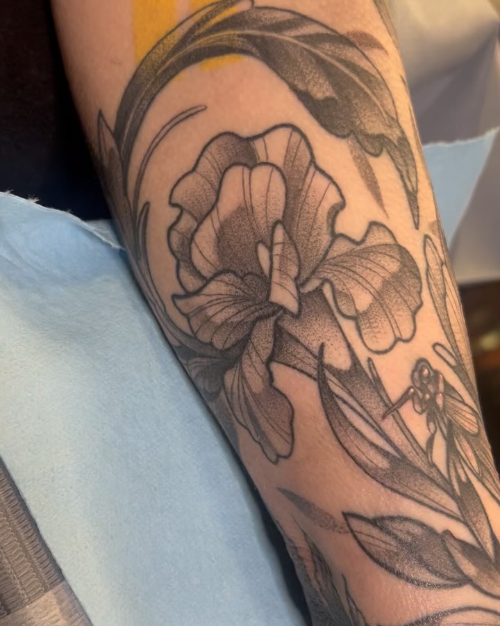 sarastigmata