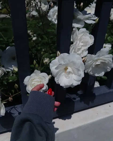 Flower, Nature, Rose