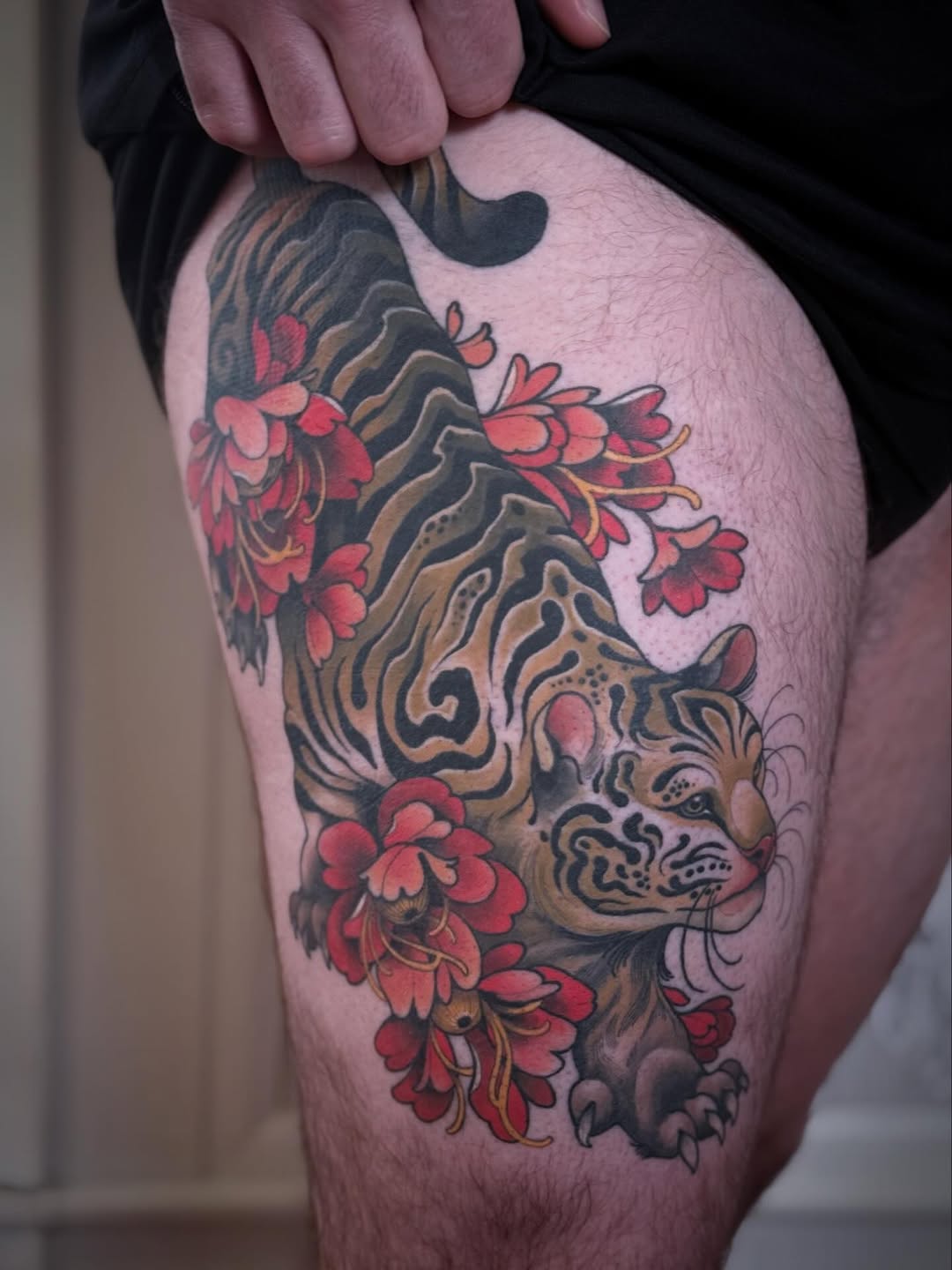 Animal