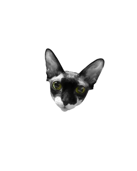 dorok.tattoo