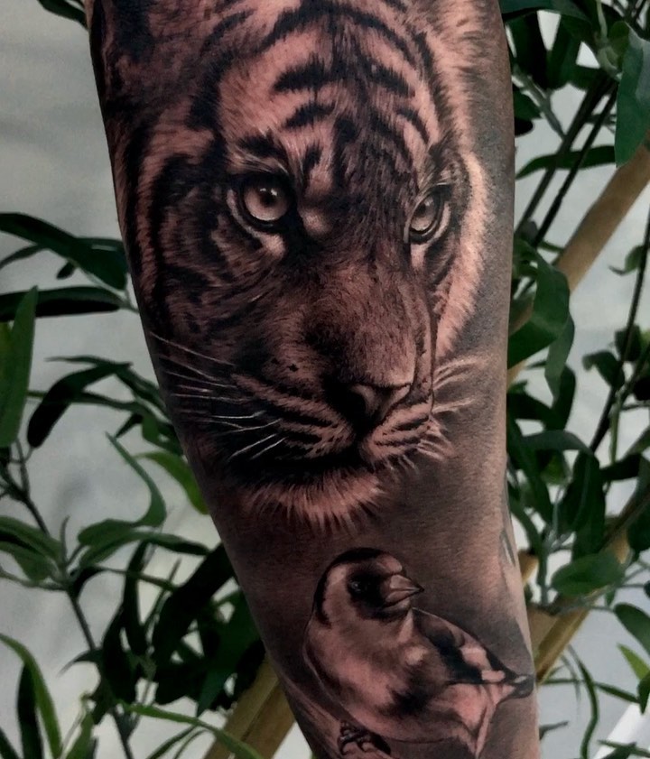 Tiger, 중국 호랑이