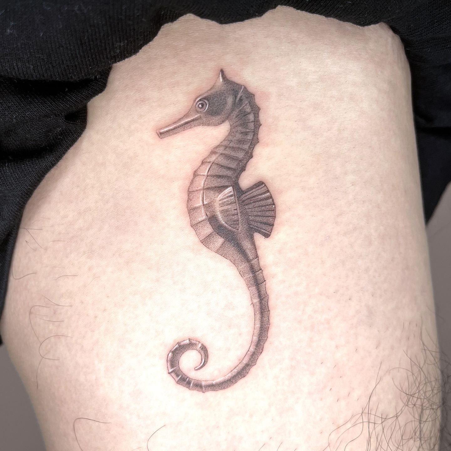 Animal