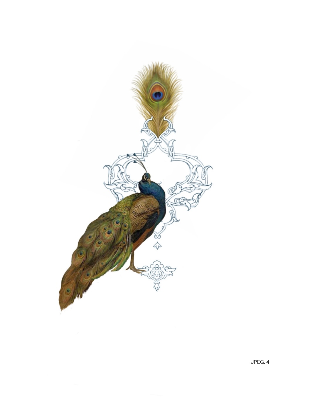 Animal, Nature, 앵무새