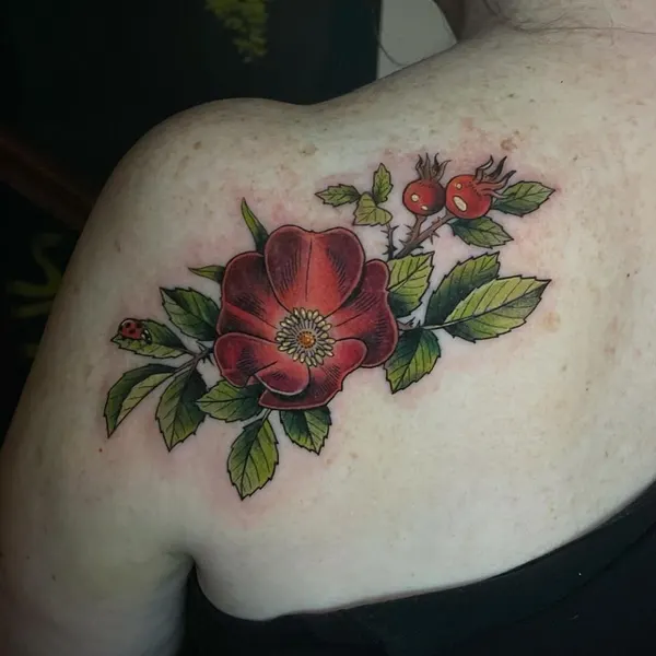 Flower, Rose, Nature