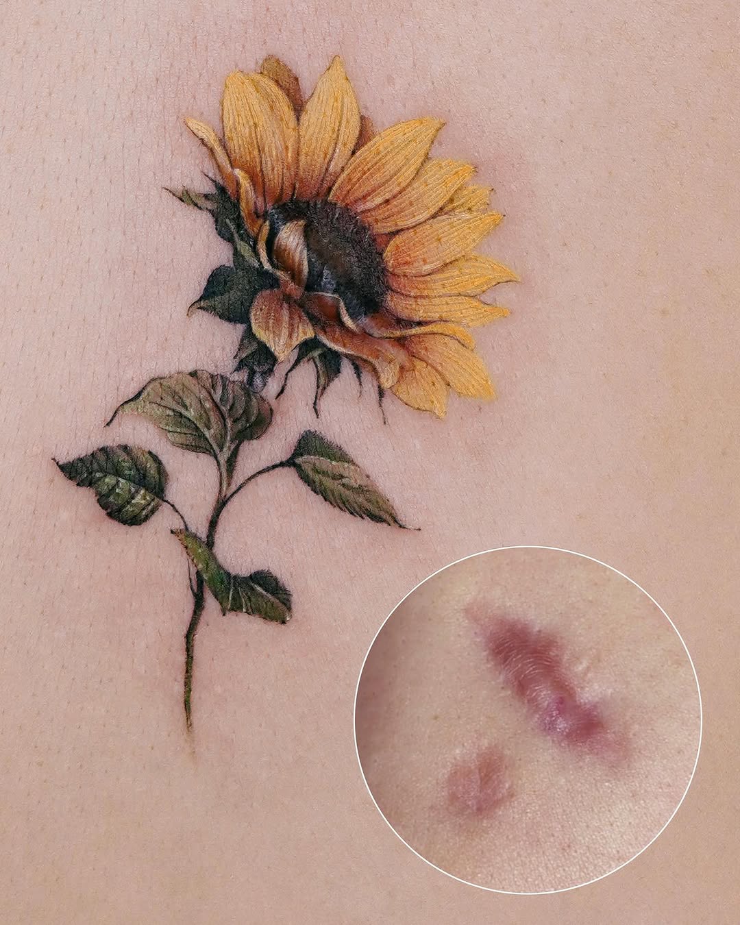 Flower, 해바라기, 데이지
