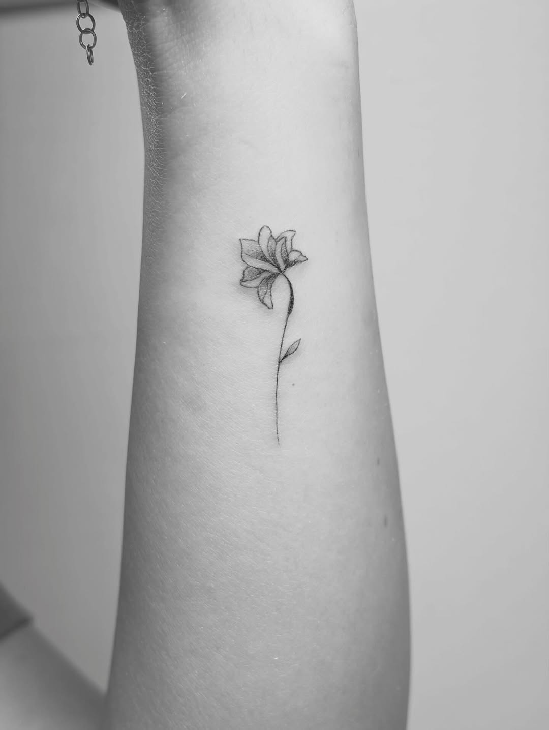 Mini, Nature, 나무, 숲, 소나무