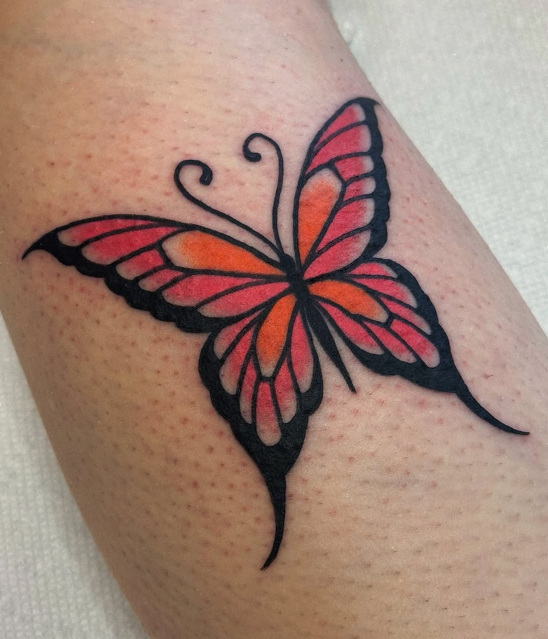 Animal, Nature