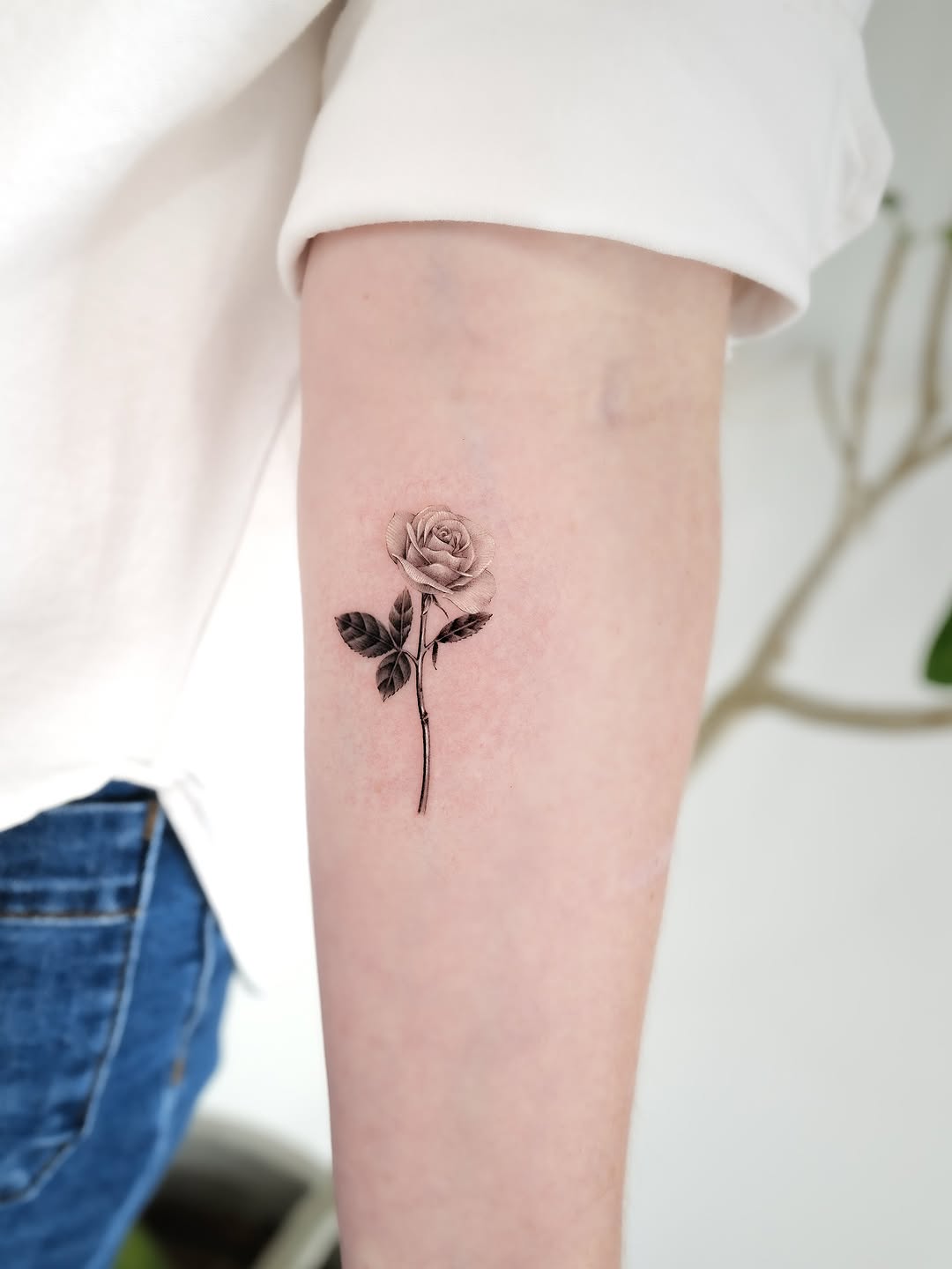 Flower, Rose