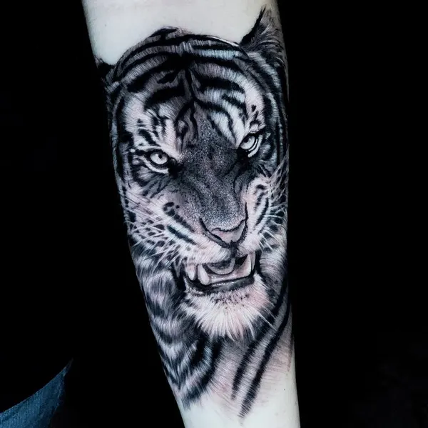 Tiger, 한국 호랑이, 중국 호랑이