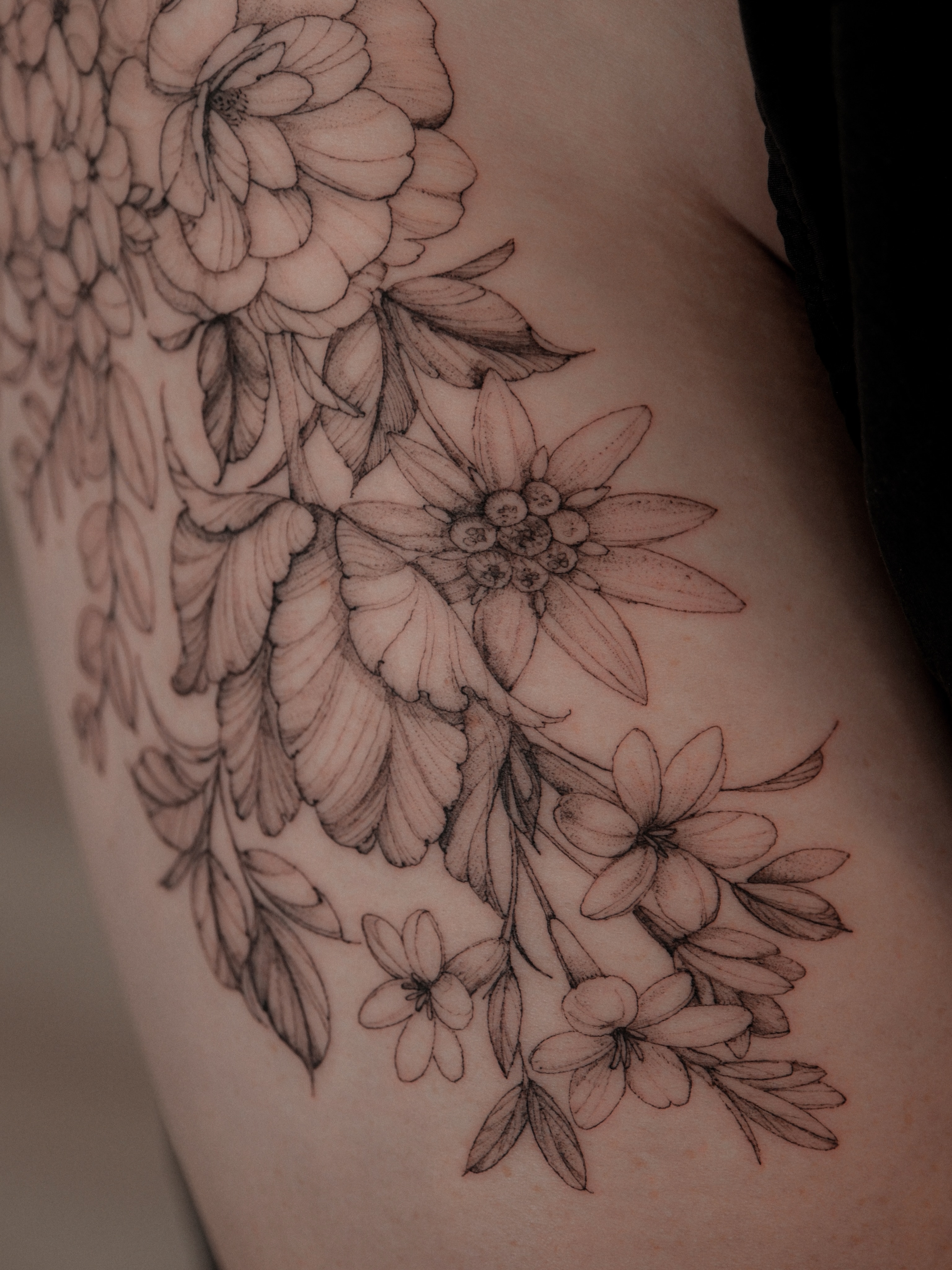 Flower, Rose, Nature