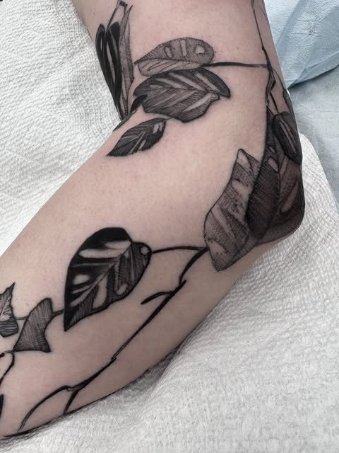 Flower, Rose, Nature