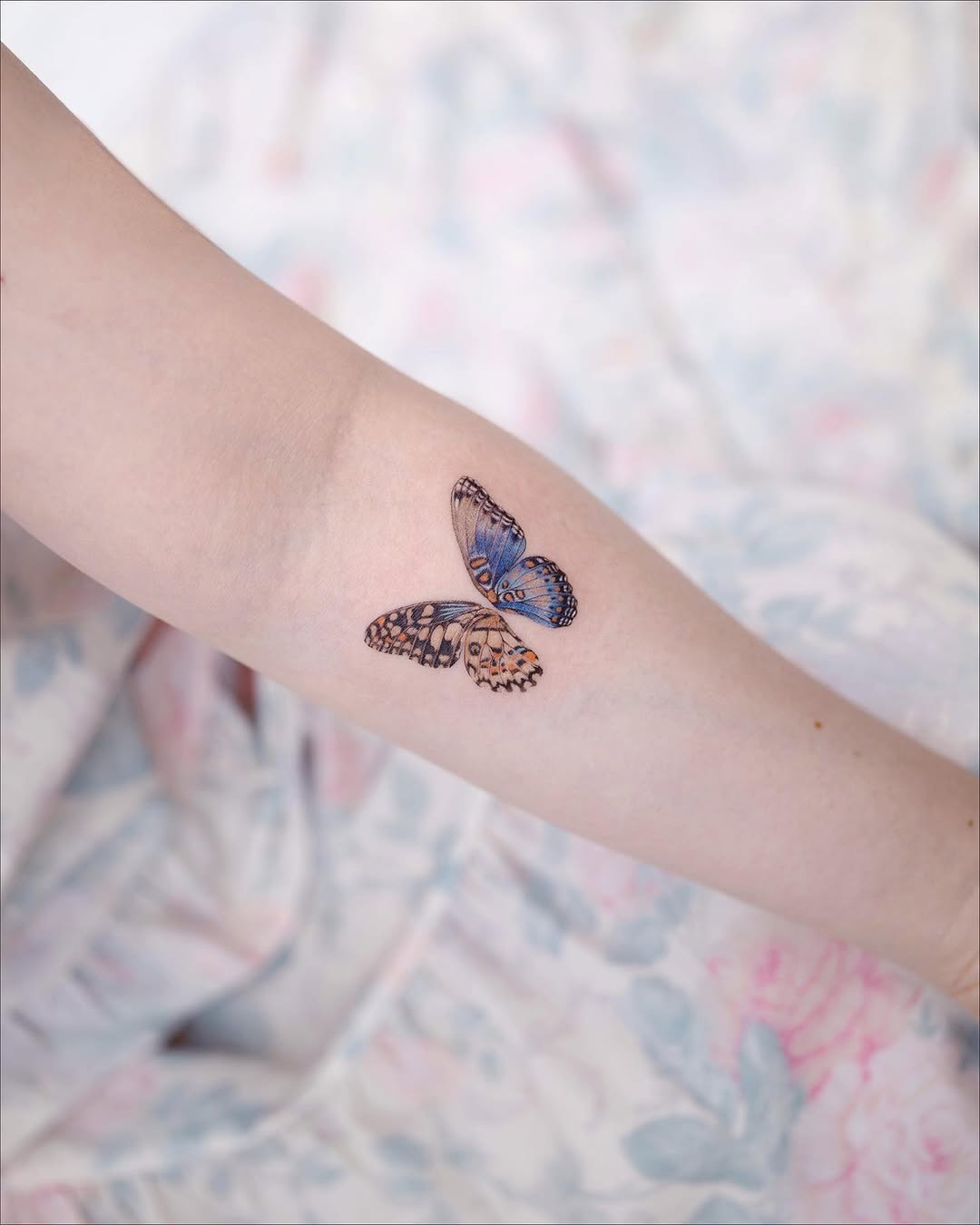Animal, Nature, 나비