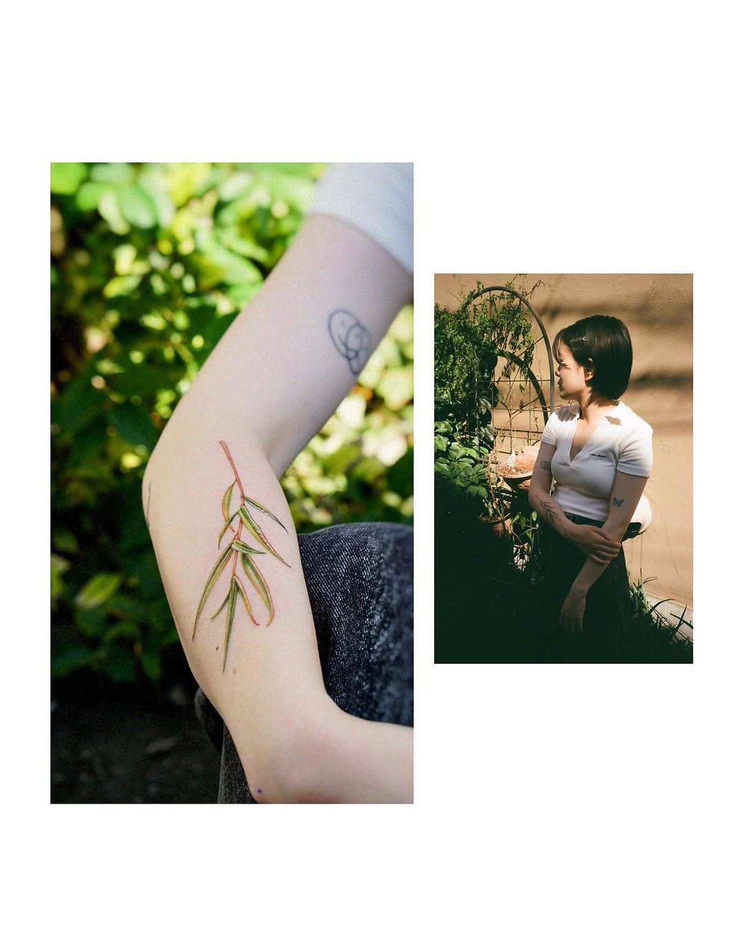 Flower, 단풍잎, 대나무, 잎, 풀