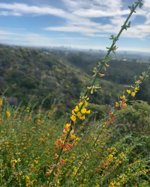 Flower, 꽃다발