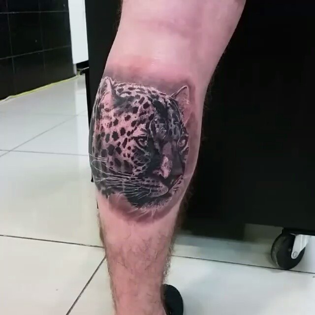 Animal