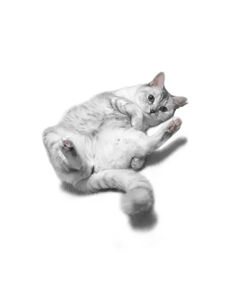 고양이