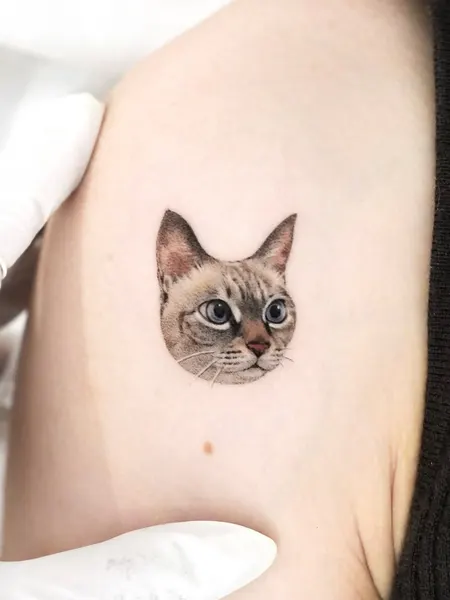 고양이